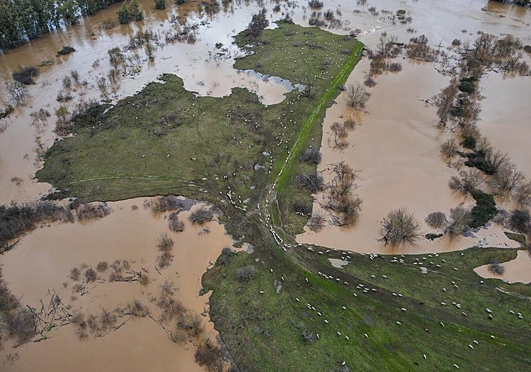 Así fue la evacuación de las 480 ovejas aisladas por las lluvias en Arroyo de San Serván